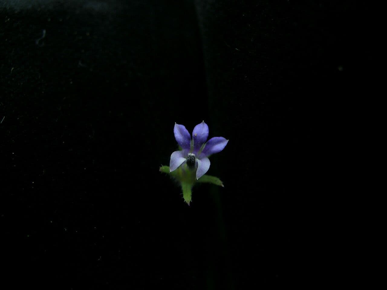 Lobelia di Ceylon 3