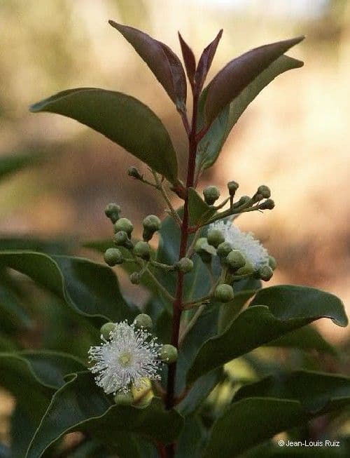 Archirhodomyrtus 4