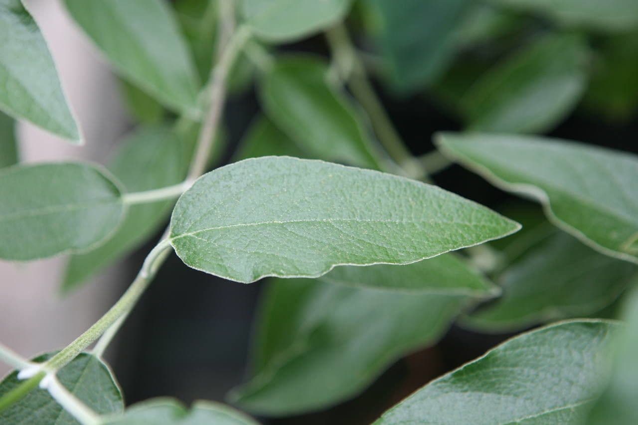 Salvia 10