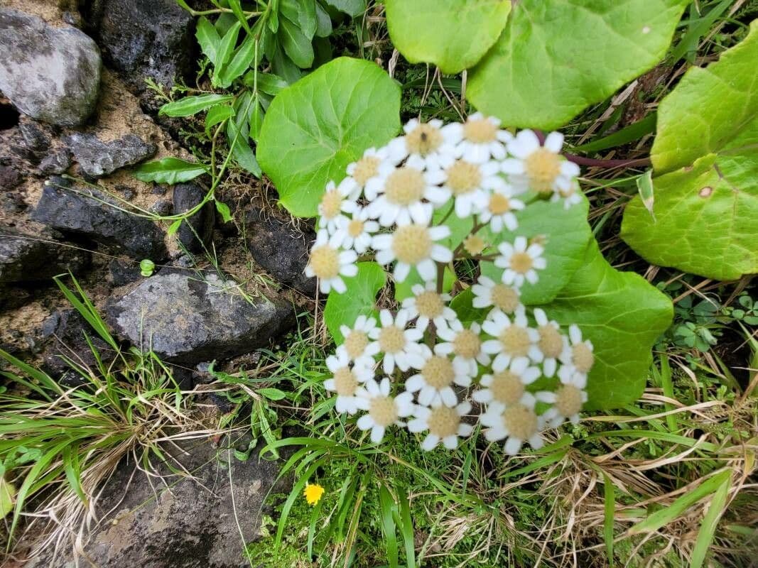 Pericallis 5
