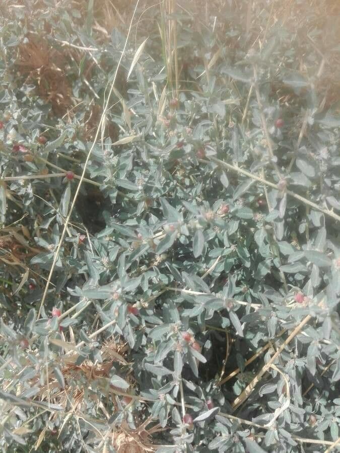 Atriplice semibaccata 2