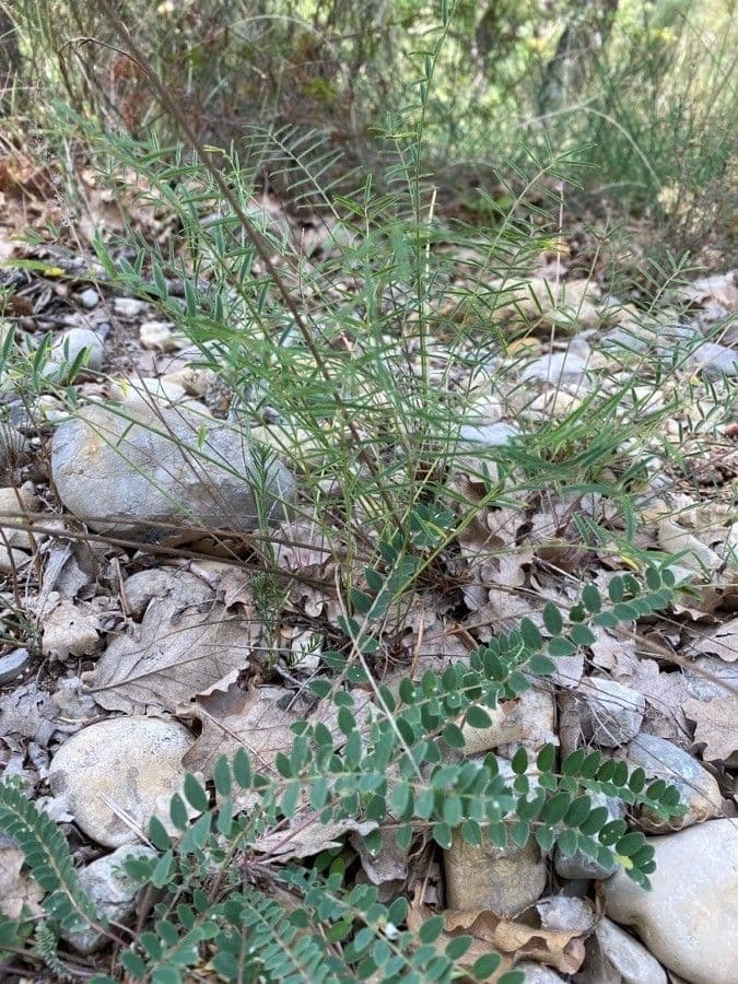 Serradella 19
