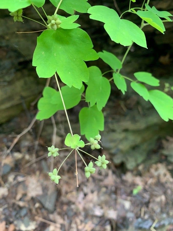 Pavučinec