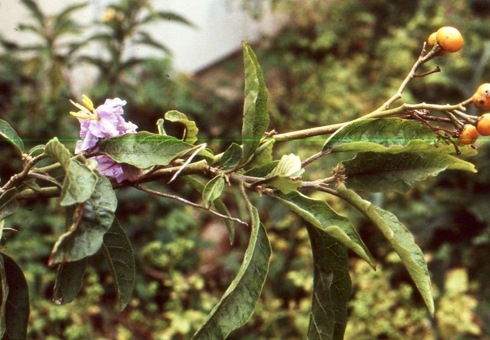 Lycianthes 3