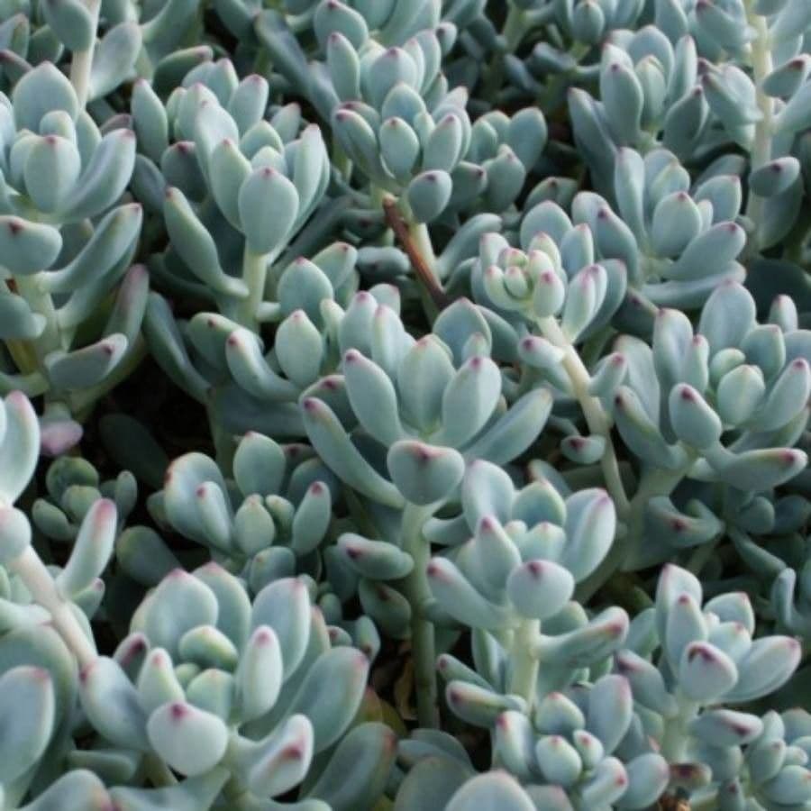Sedum 2