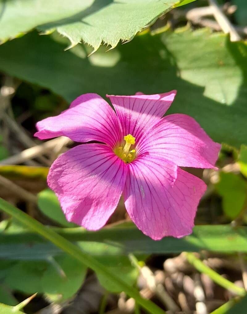 Acetosa 5