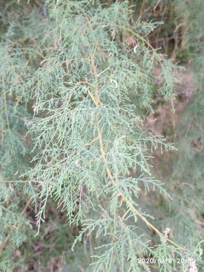 Tamarix parviflora 20