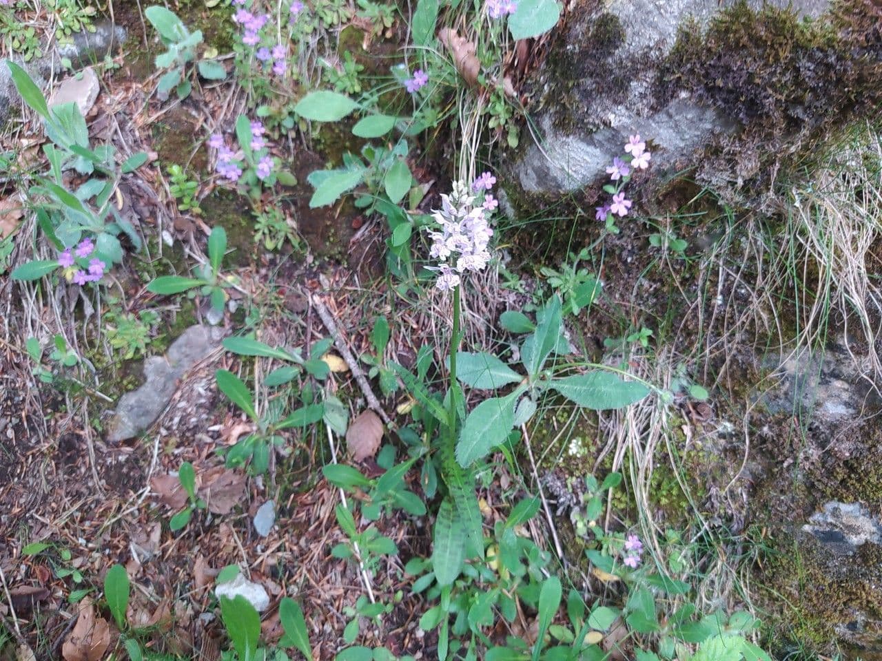Orchidea di Fuchs 23