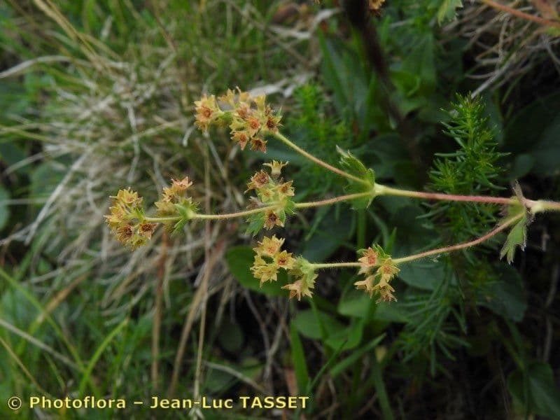 Alchemilla