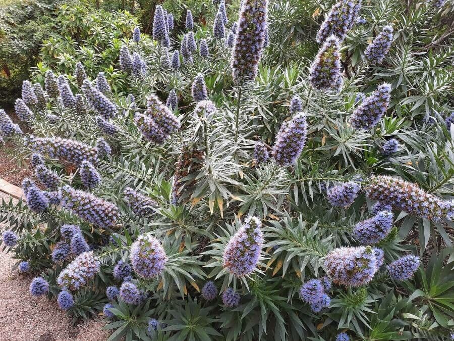 Echium di Madeira 11