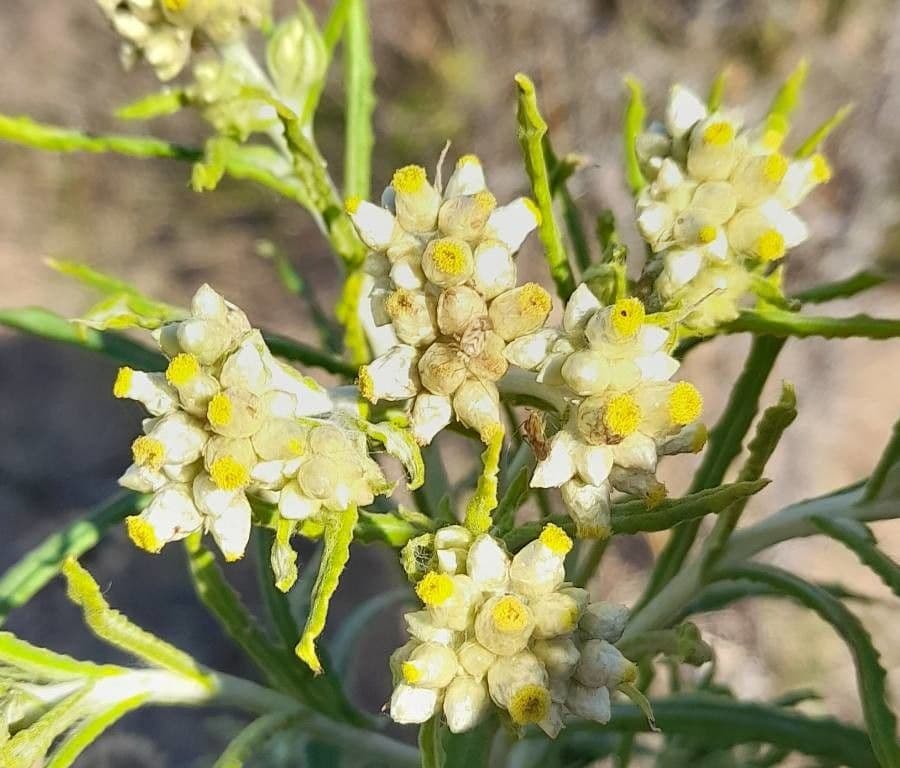 Pseudognaphalium gaudichaudianum 3