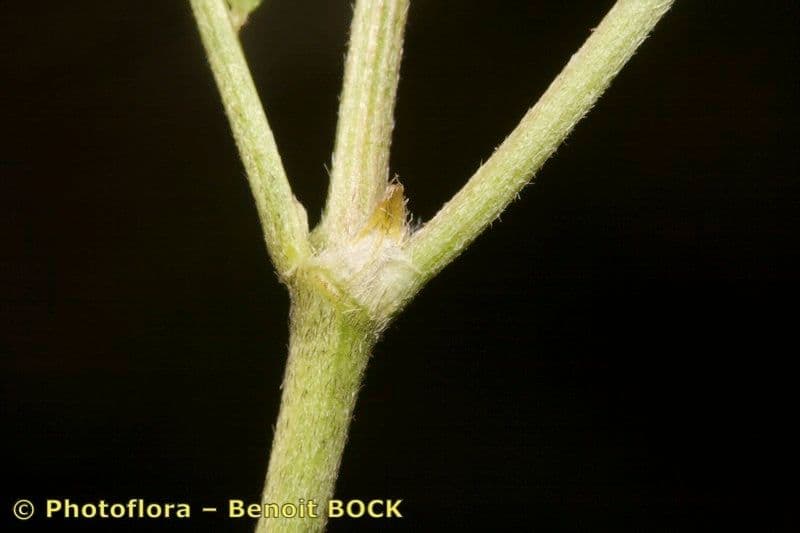 Astragalus onobrychis 18