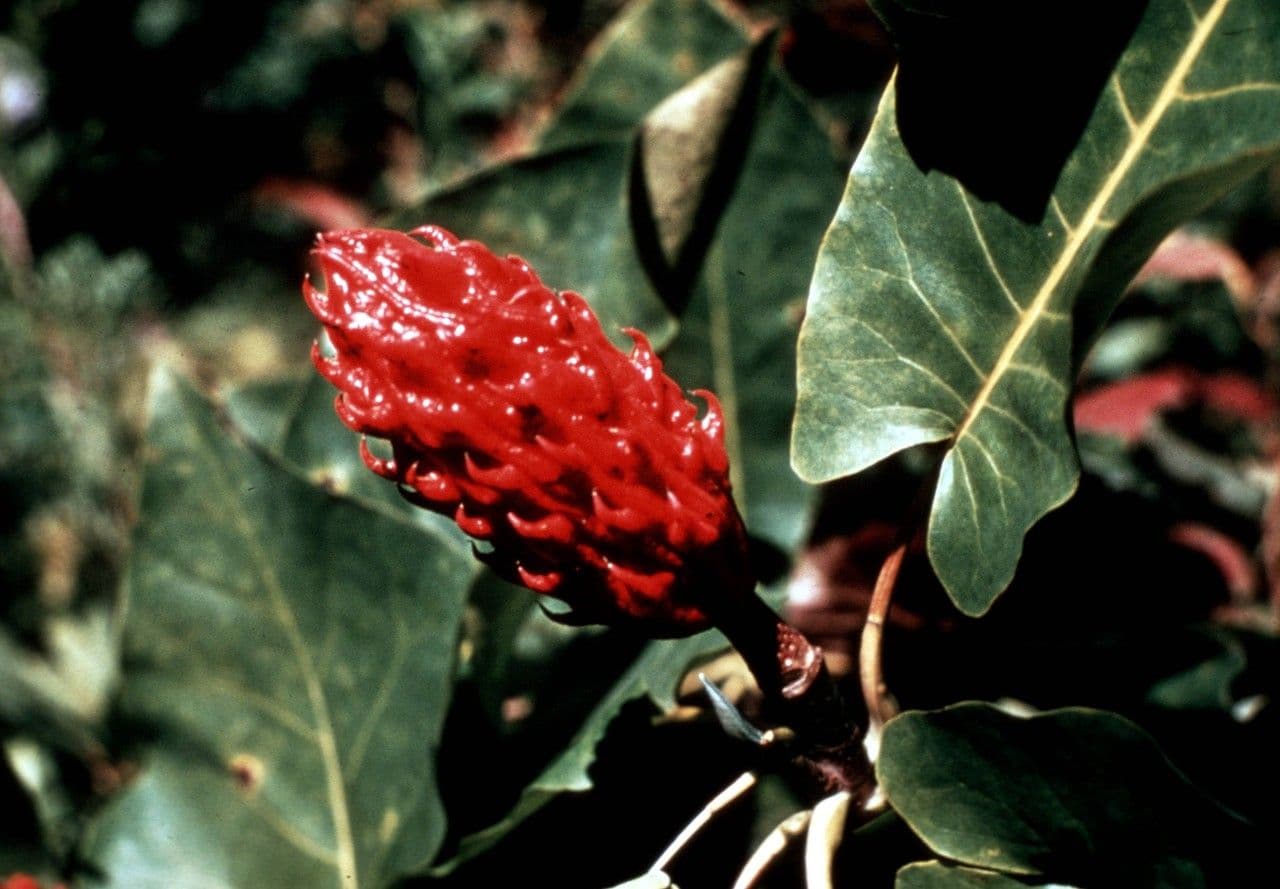 Magnolia di Fraser 3