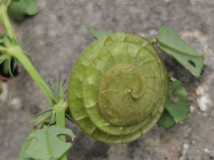 Erba medica orbicolare 2