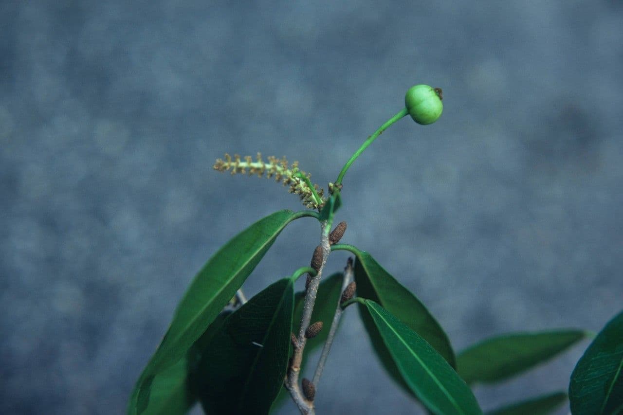 Gymnanthes lucida 3