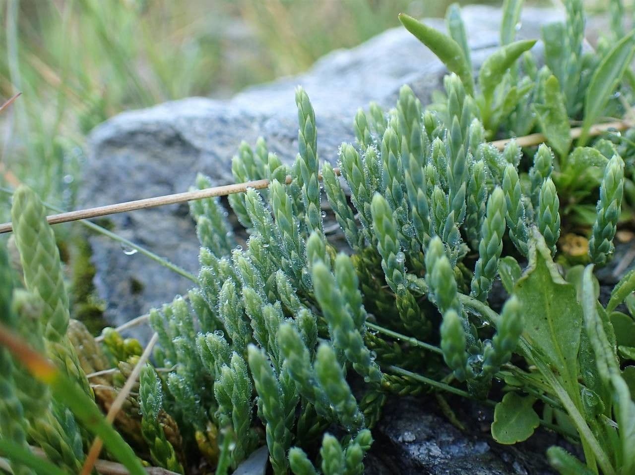 Lycopodium alpinum 11