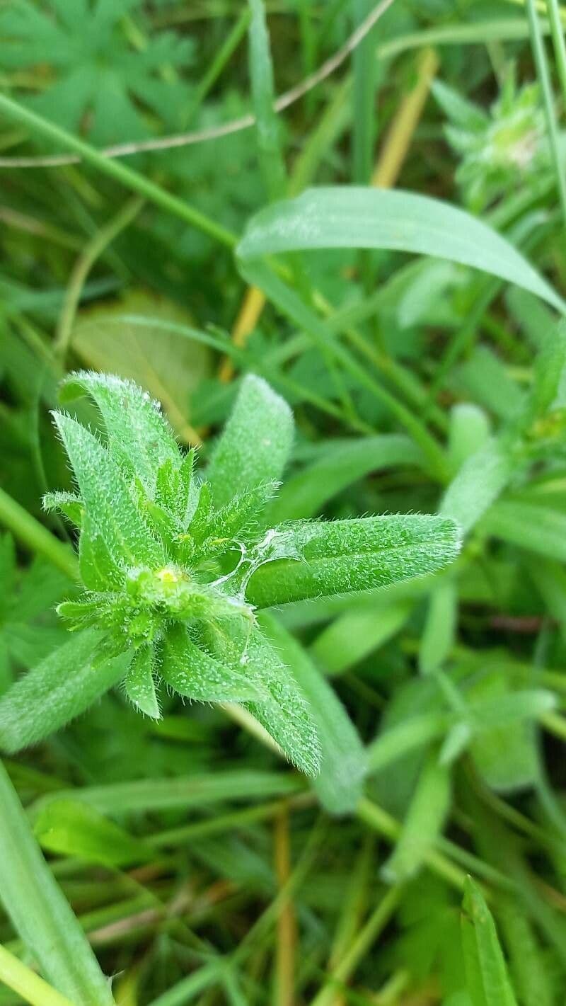 Echium 12