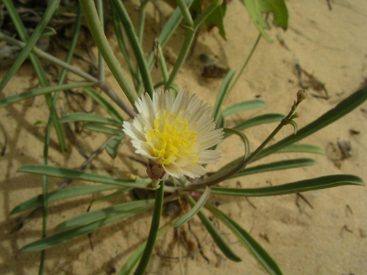 Launaea
