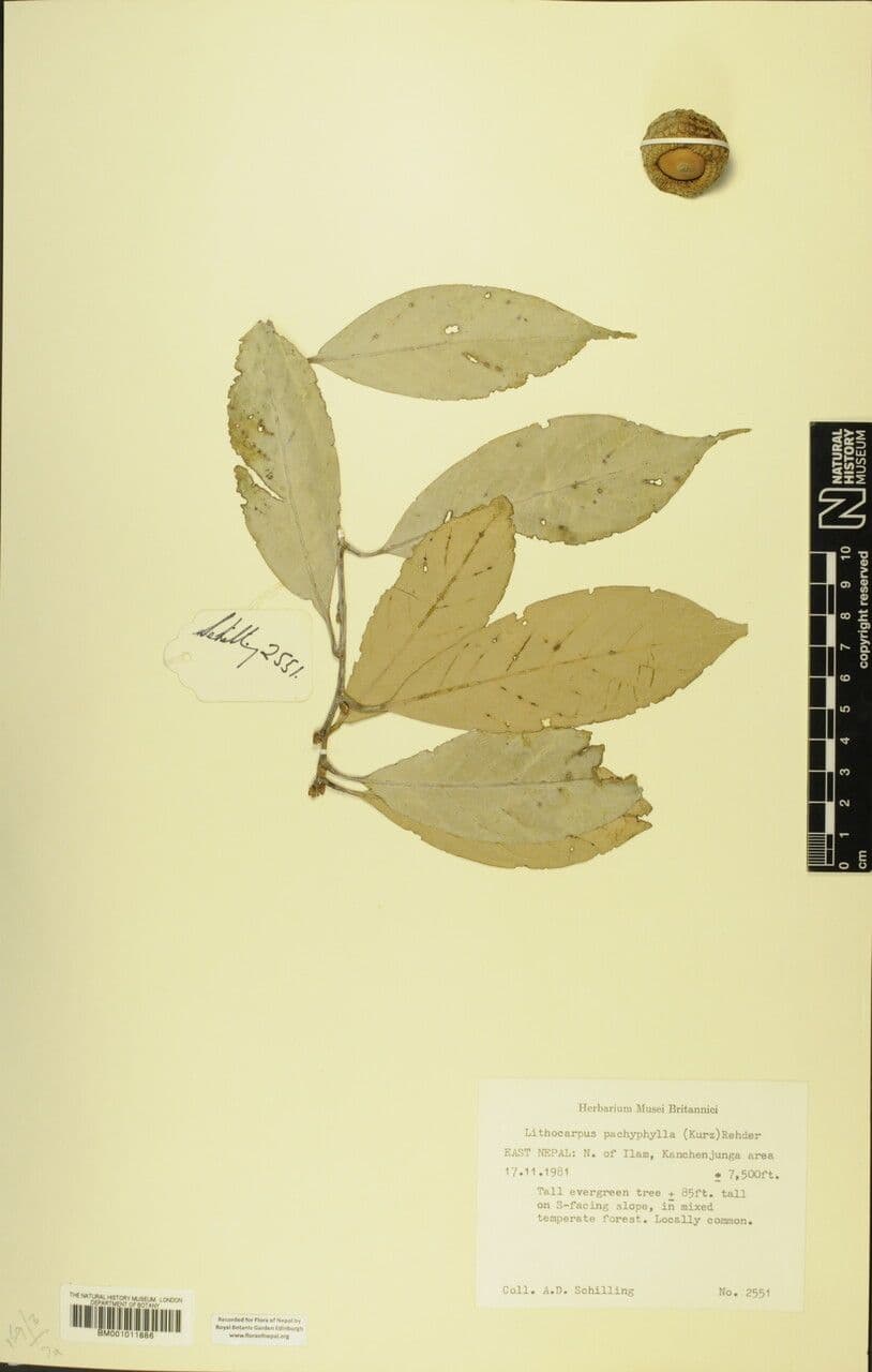 Lithocarpus 3