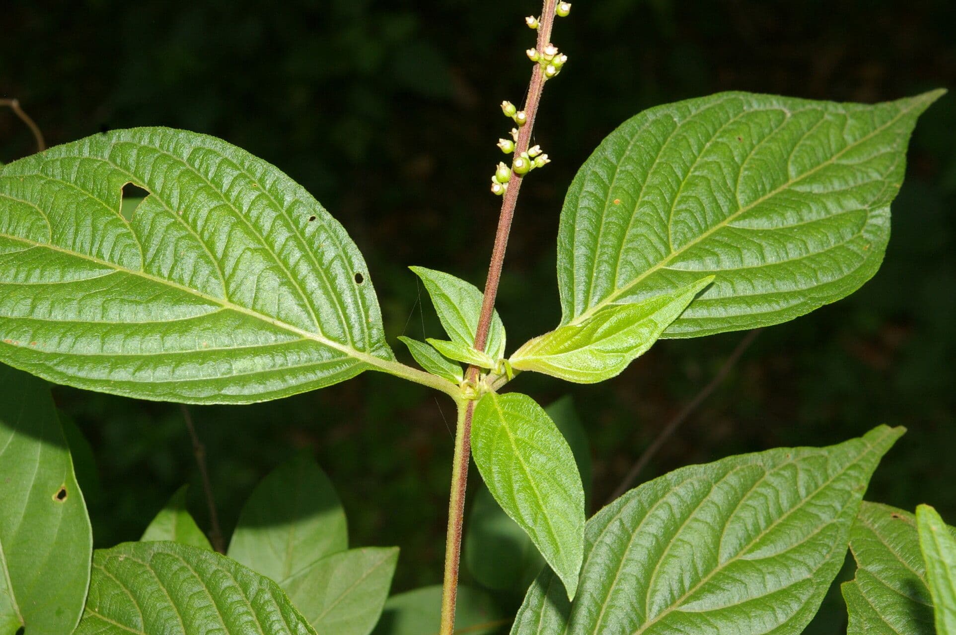 Gonzalagunia 4