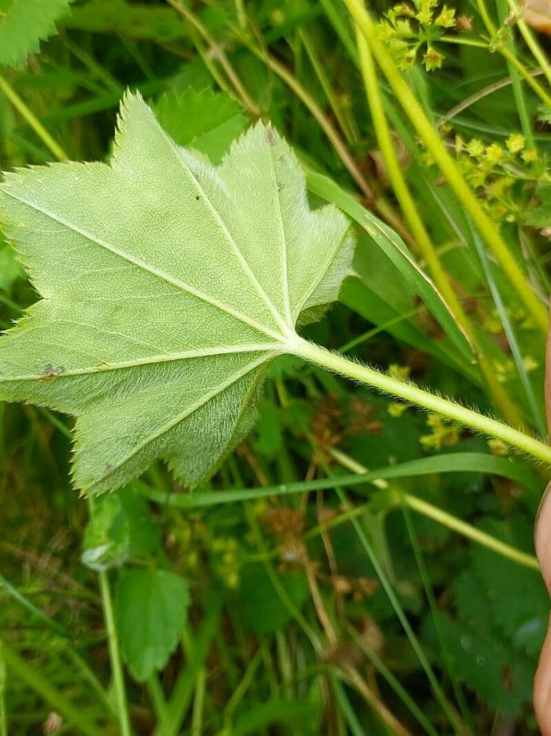 Alchemilla lucida 3