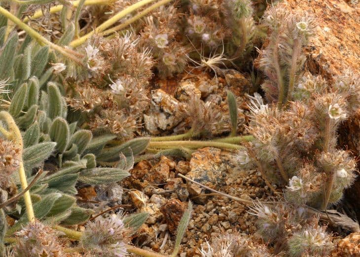 Facelia hastata 6