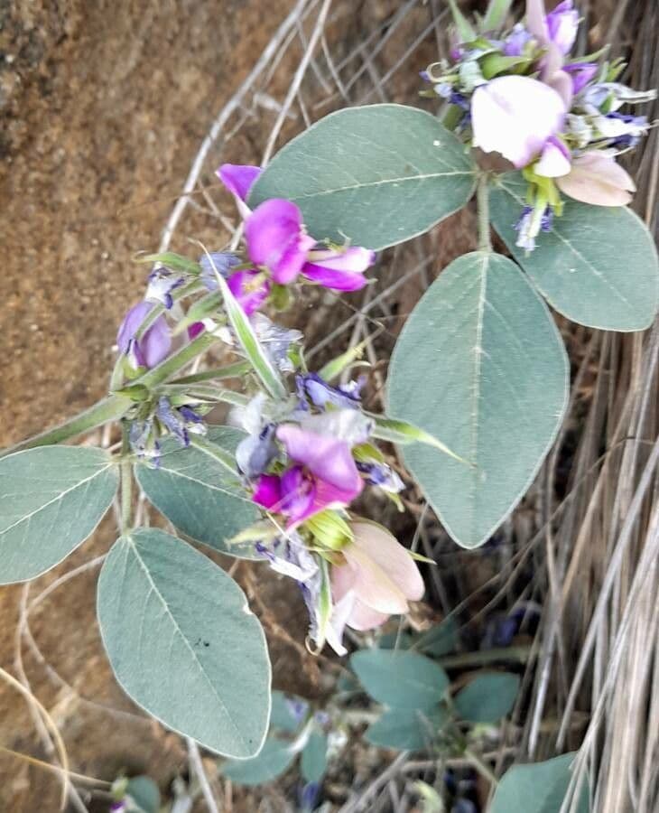 Cologania messicana