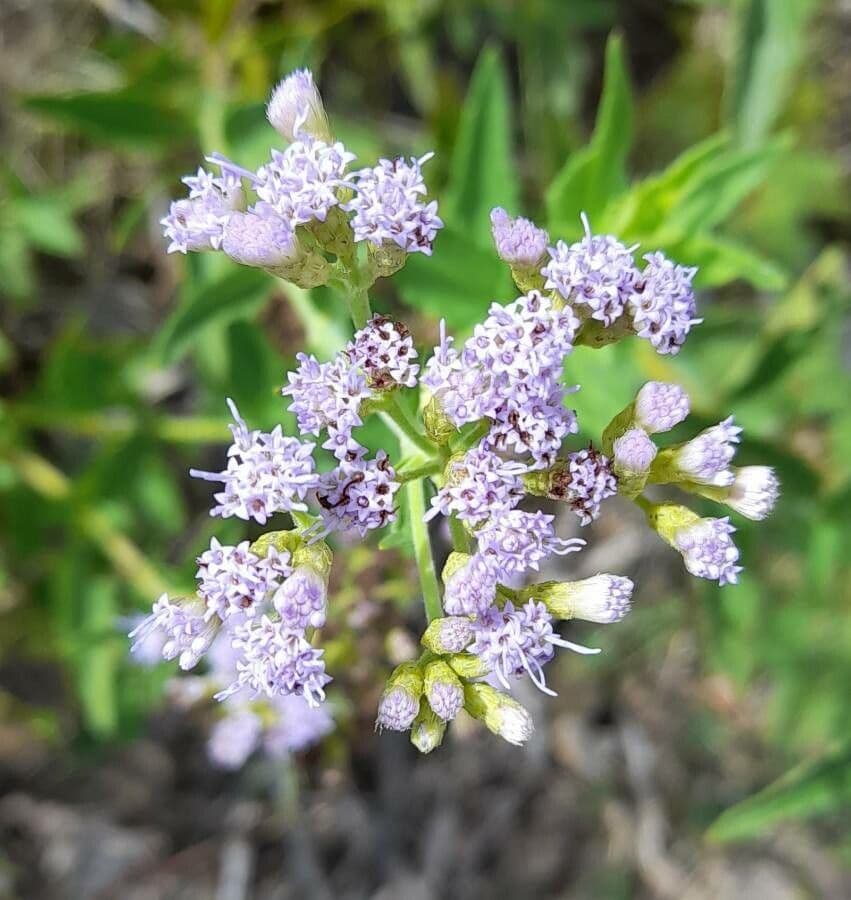 Chromolaena hirsuta 5