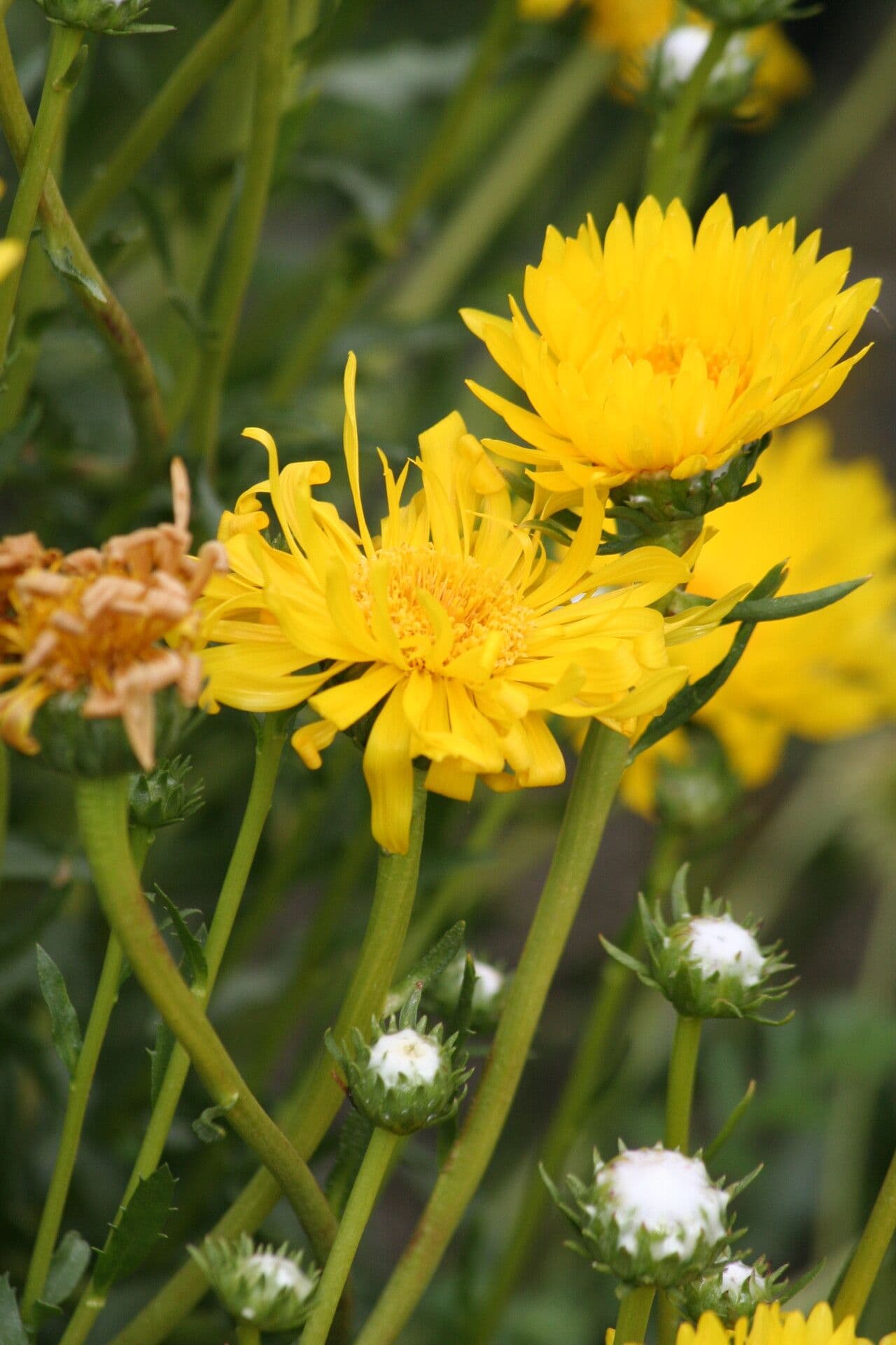 Grindelia chiloensis