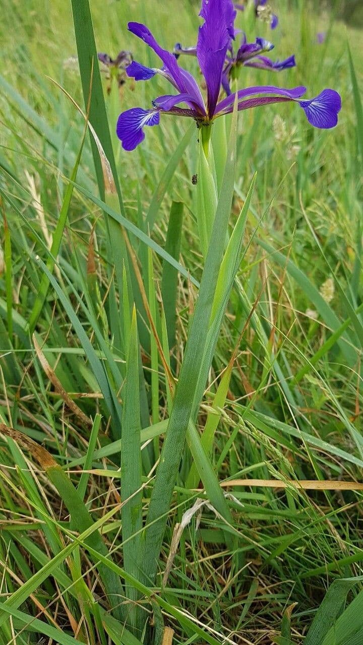 Iris spuria 16