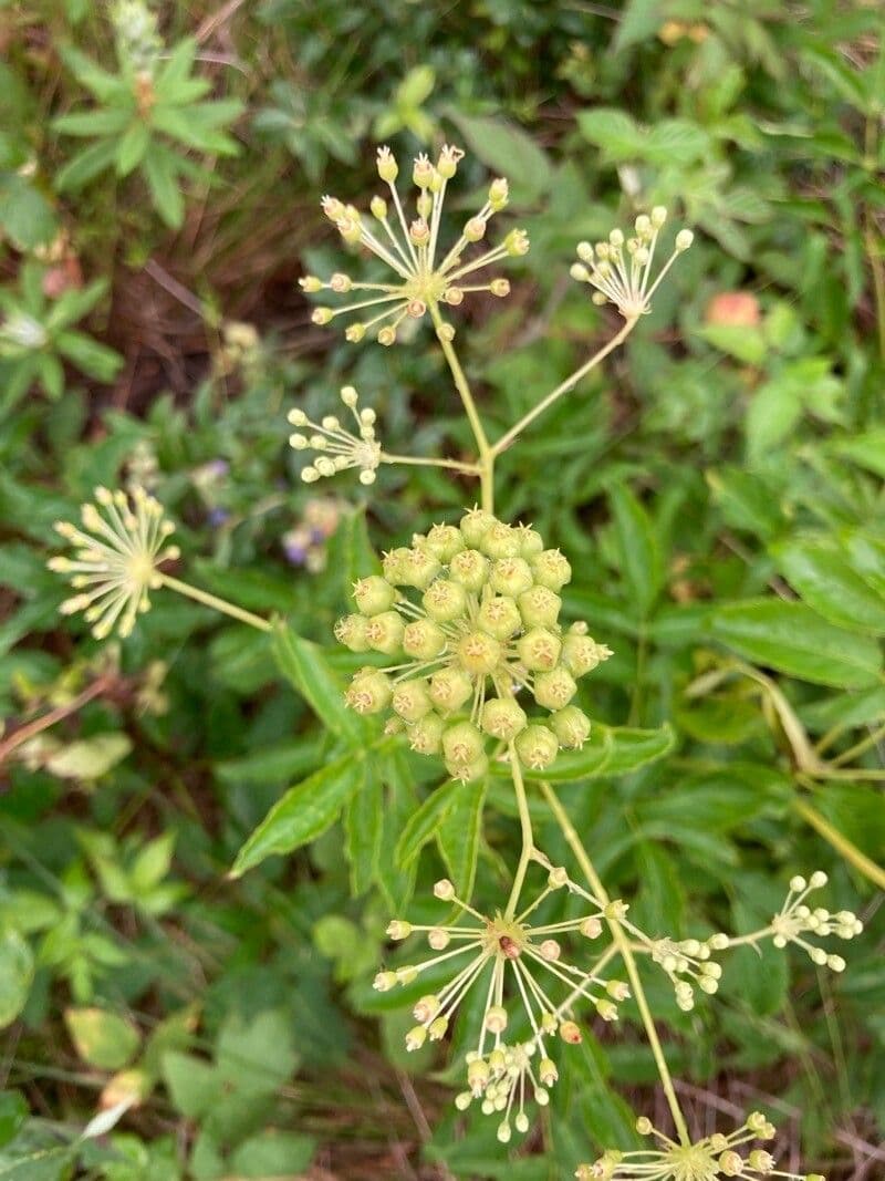 Aralia 8