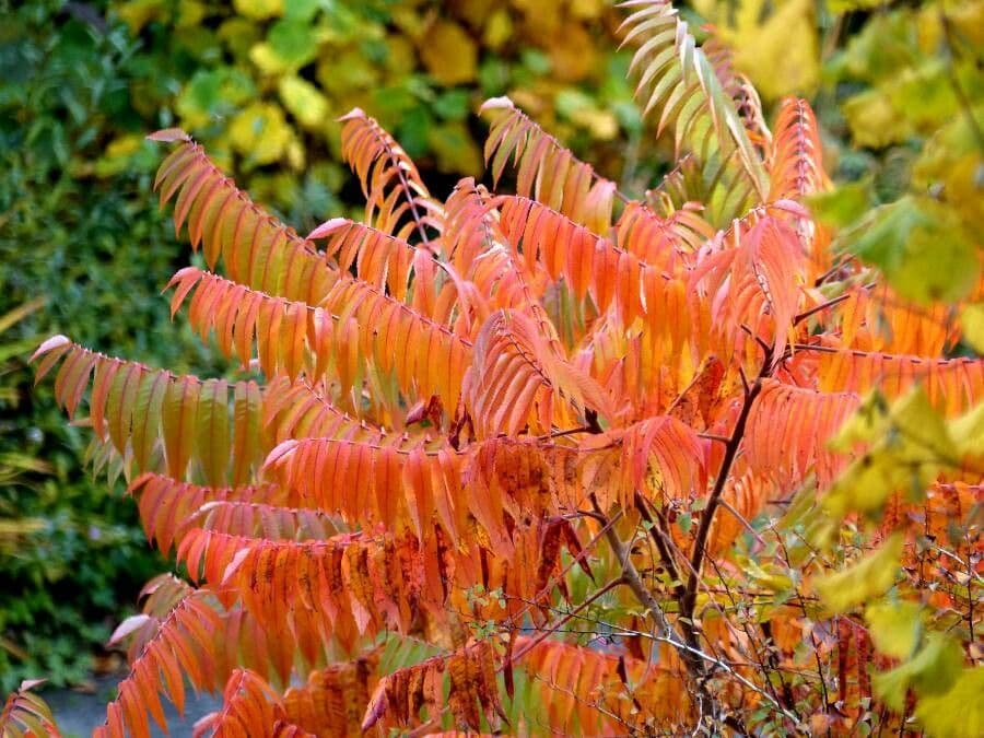 Essigbaum 16