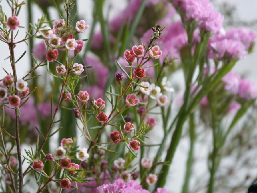 Chamelaucium uncinatum 7