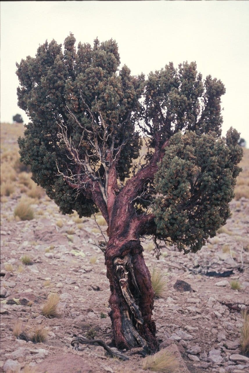 Polylepis
