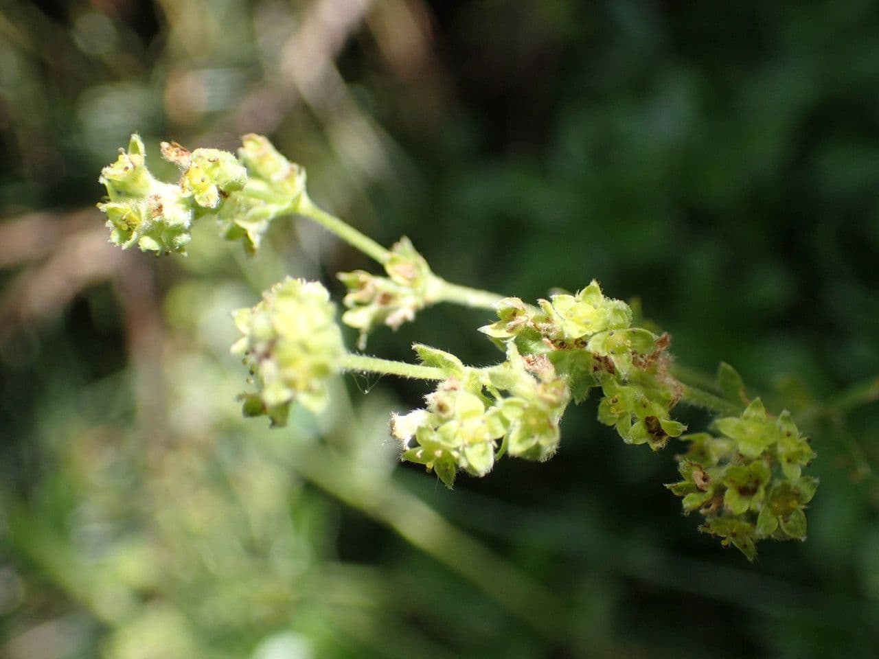 Alchemilla saxatilis 3
