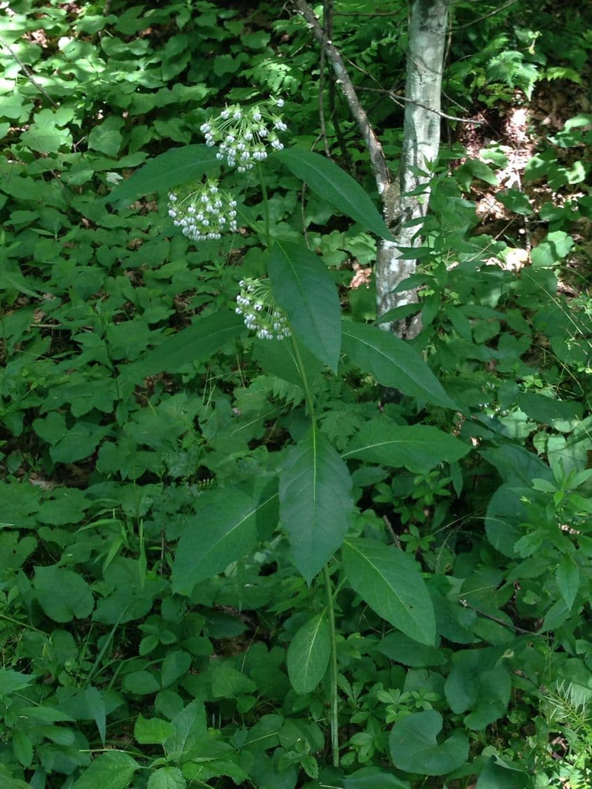 Algodonera 15