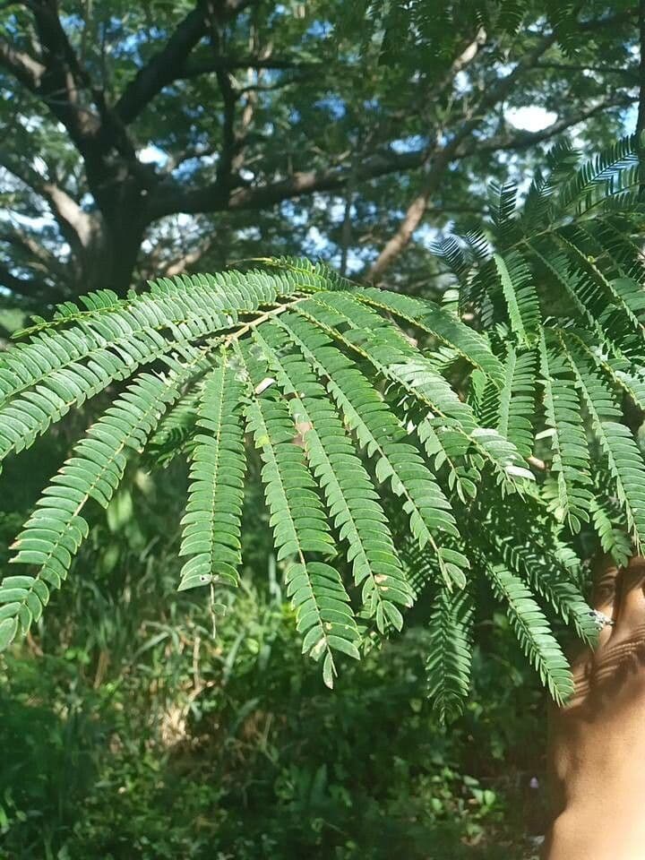 Albizia carbonaria 18