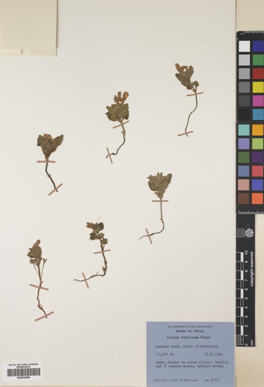 Eriophyton