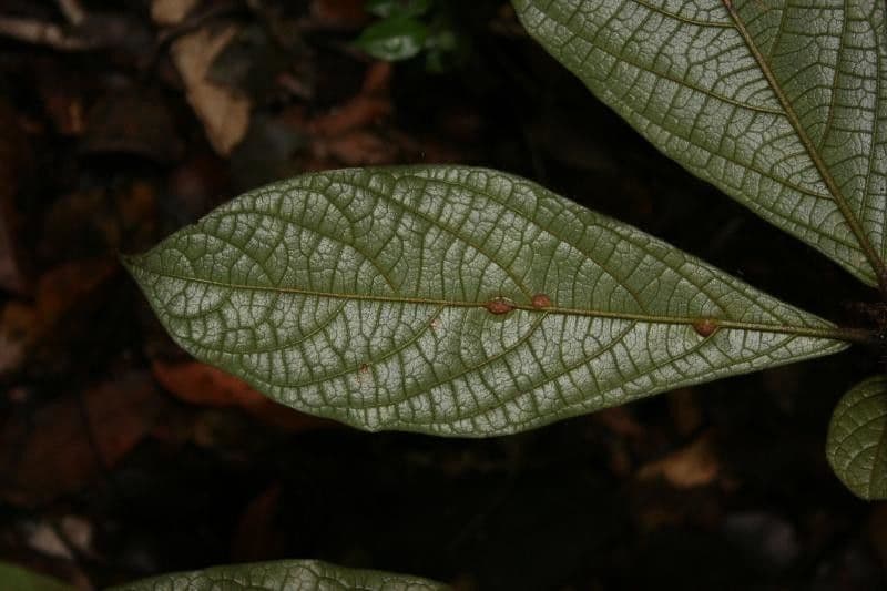 Cordia nodosa 12