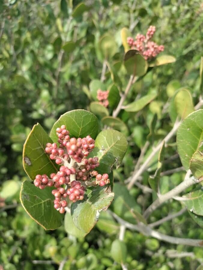 Sumac citronový 4