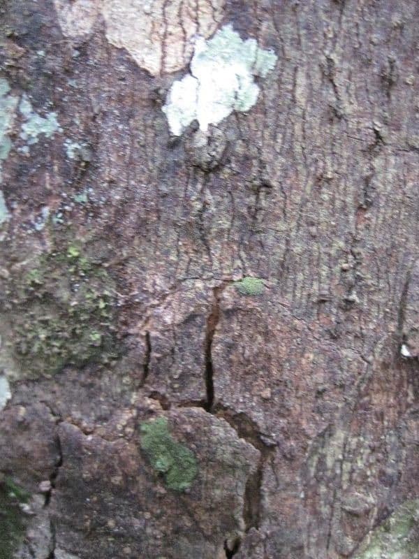 Licaria 9