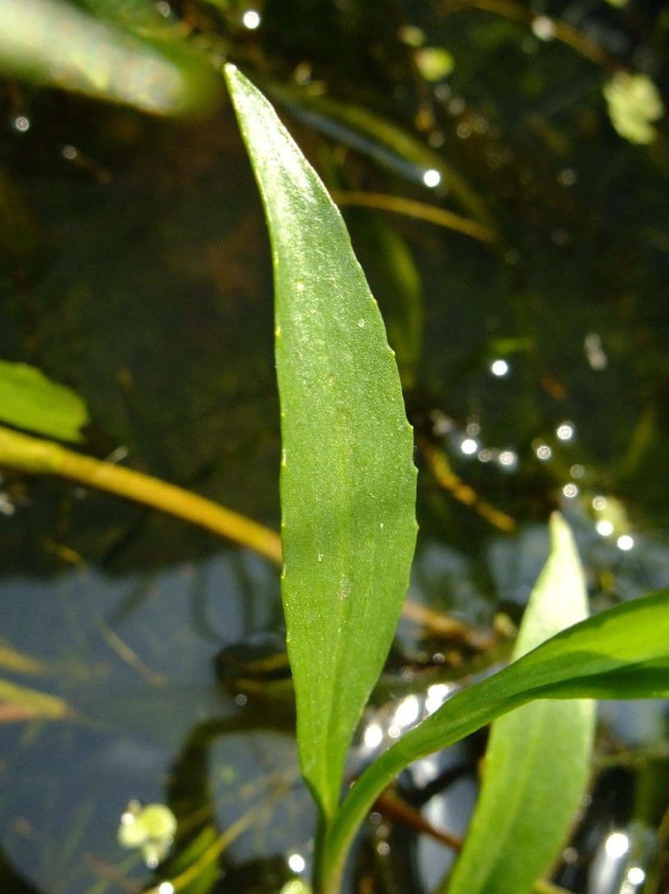Jaskier wielki 16