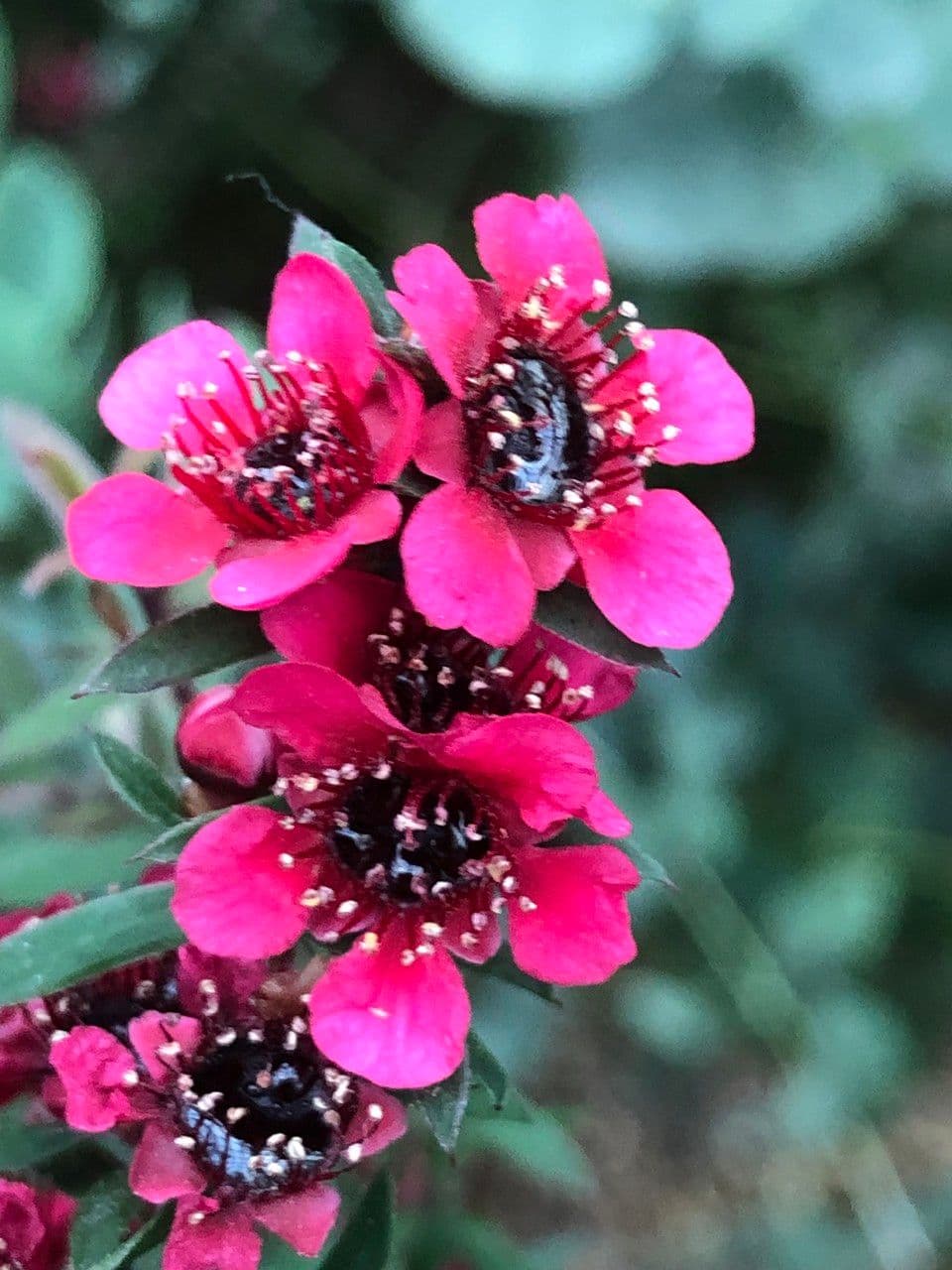 Manuka 6