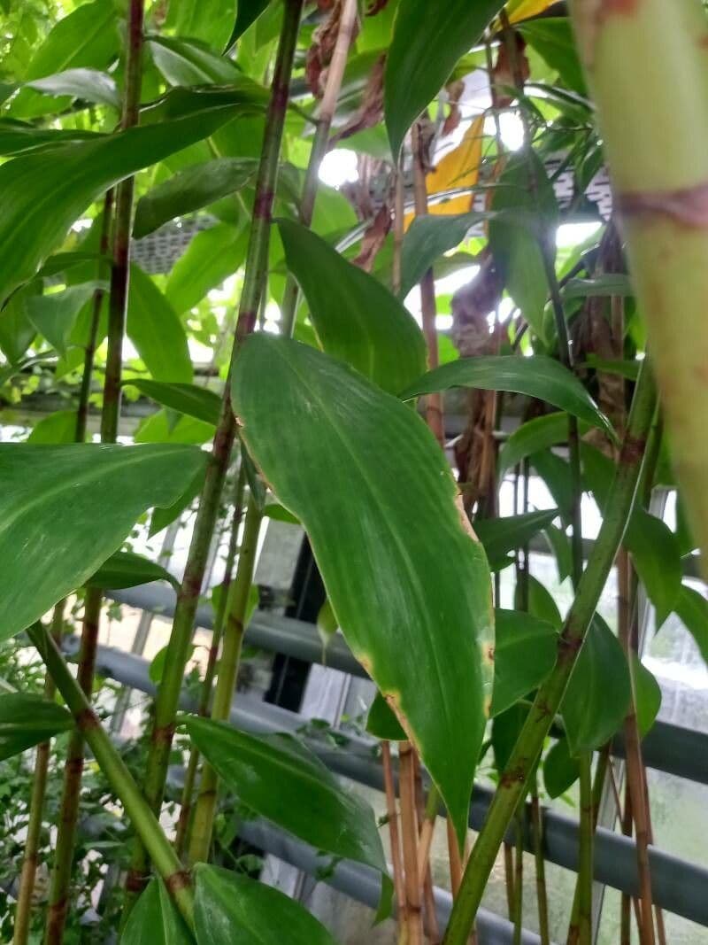 Costus africano 9