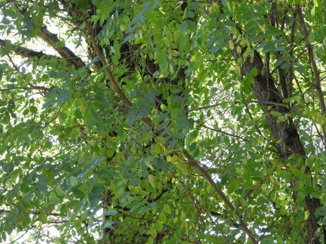 Gleditsia 2