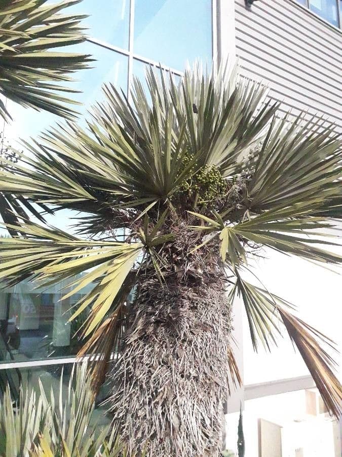 Trithrinax polny 4