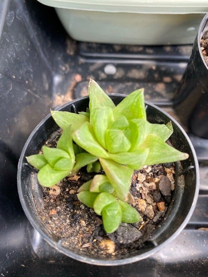 Haworthia 12