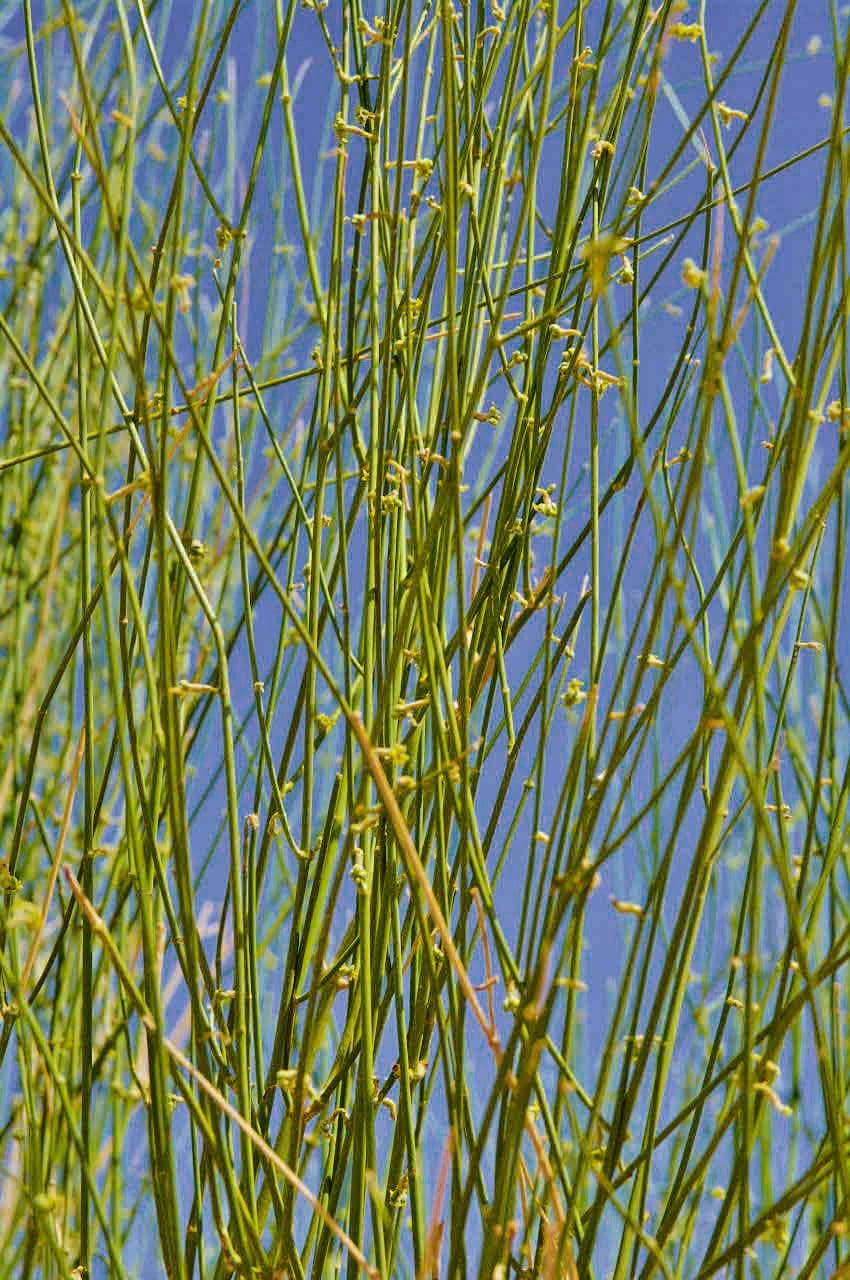 Leptadenia pyrotechnica 15