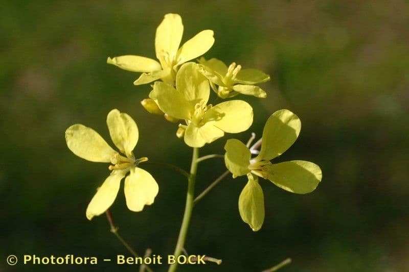 Diplotaxis catholica 22