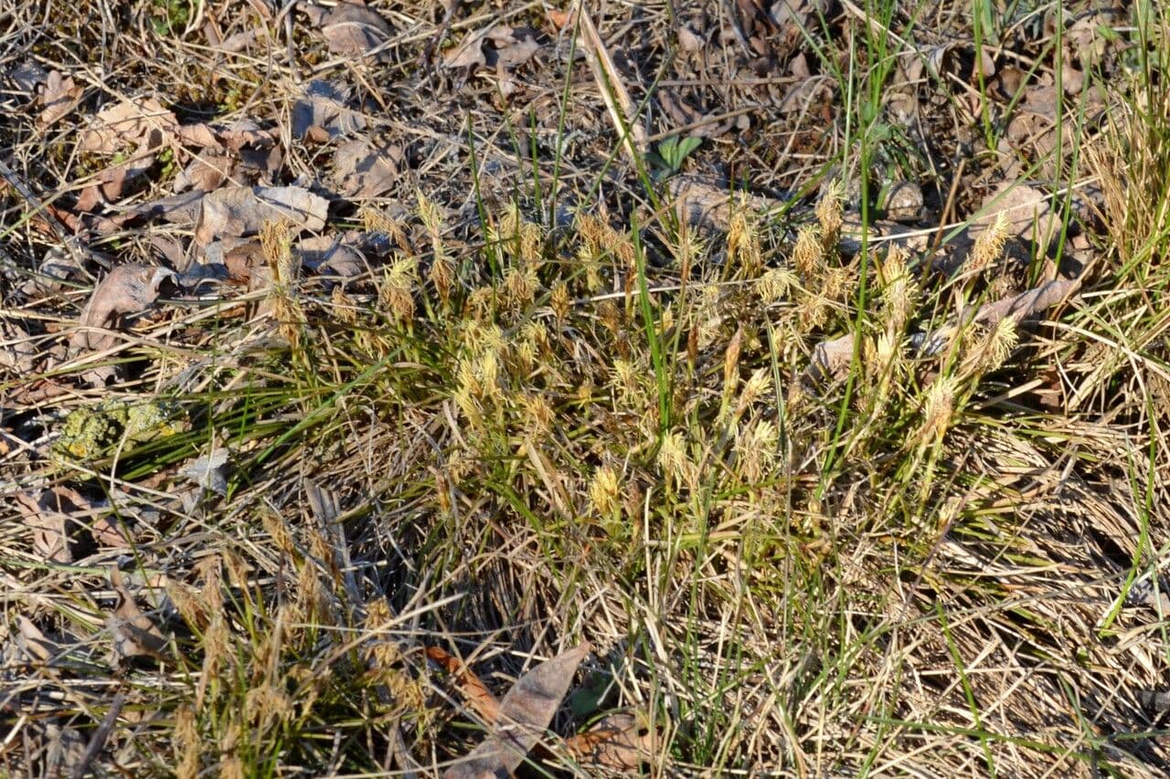 Dwarf sedge 22